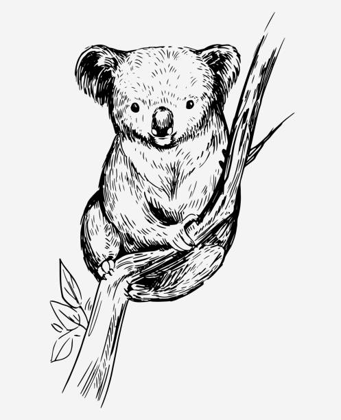 코알라 베어의 밑그림입니다. 손으로 그린된 스케치를 벡터 변환 - koala stock illustrations