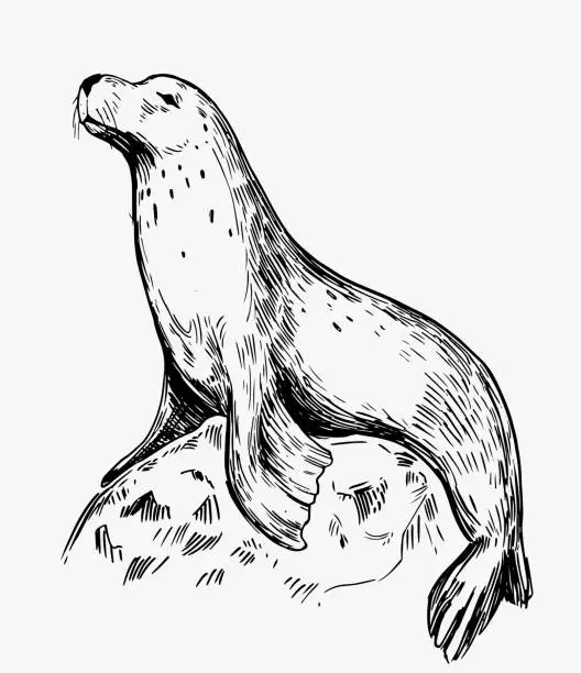 Vector illustration of Sketch of a seal. Hand drawn illustration converted to vector
