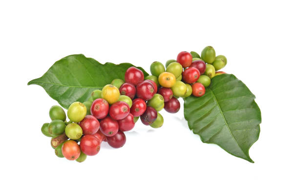 istock Fresh coffee beans isolated on white background 1082846478