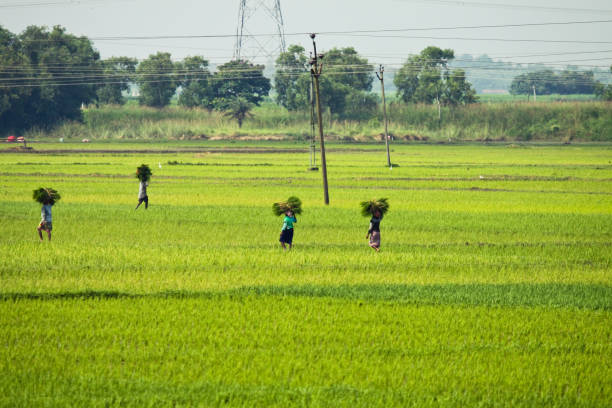 istock Farmer paddy field countryside West Bengal in India 1082850048
