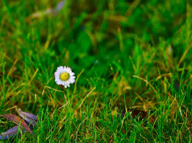 Field flower on the lawn on an autumn morning.