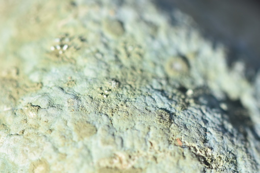 Close-up of green mold