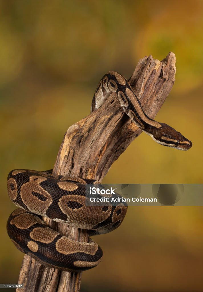 Standarda Royal Python Royal Python Stock Photo - Download Image Now - Python - Snake, Snake ...