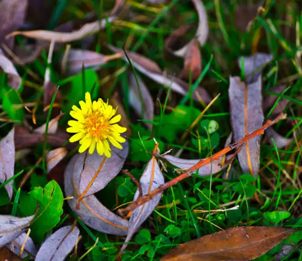 Flower on the autumnal lawn with fallen leaves of the tree.