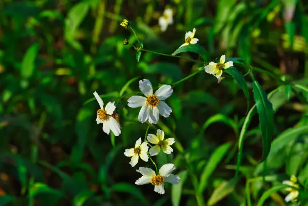 Natural flowers on a sunny autumn day with unfocused background.