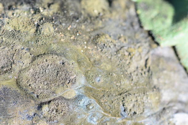 istock Close-up of mold on orange 1082855860