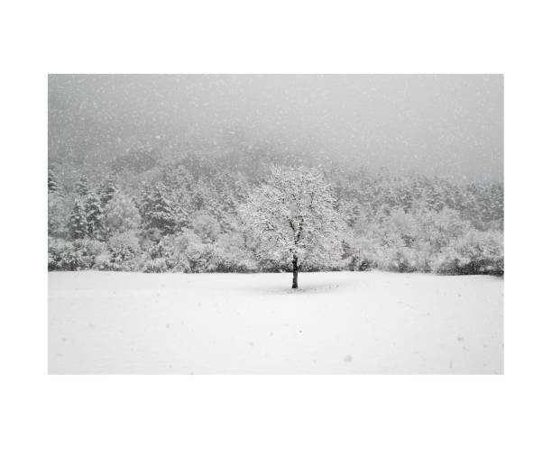 Tranquil Winter Scene Everywhere - Lovely Snowfall in the Morning - Picturesque Nature Scene with Fresh Snow on the Trees - Best Winter Backgrounds for Greeting Card Photos, Website, Nature Blogs, or Eye Catching Advertising Art - Enjoy The Winter's Beauty this Morning - Lovely Pennsylvania Landscape Painted by Old Man Winter Overnight - Nature's Art - Winter Weather - Cold and Snowy - Engaging Scenery Art - I Love New Snow