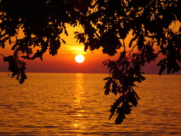 istock beautiful ocean sunset with tree silhoutte 1082860008