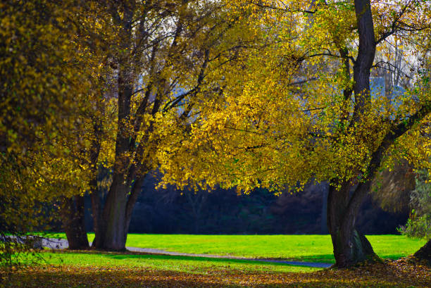 istock Public park with trees on a sunny autumn day 1082860342