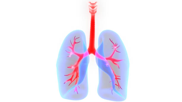 istock Human Respiratory System Lungs Anatomy 1082863672