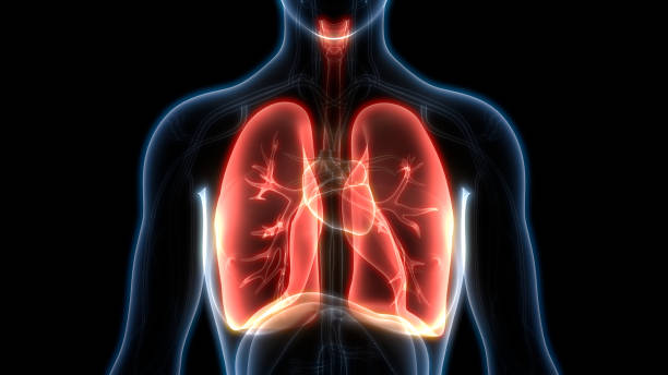 sistema respiratorio humano pulmones anatomía - órgano interno de animal fotografías e imágenes de stock