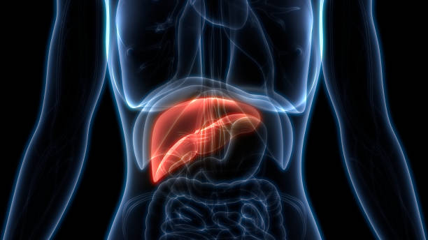 istock Human Liver Anatomy 1082864092