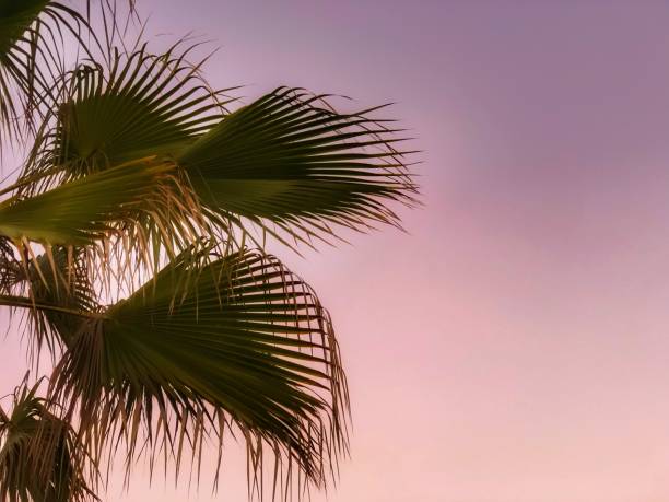 istock Palm tree leaves and pink sunset skies 1082868214