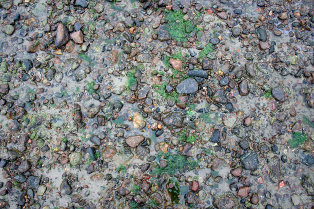 istock Sea sand texture made of shell and stone pieces 1082877434