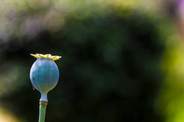 istock Wild poppy flower 1082878122