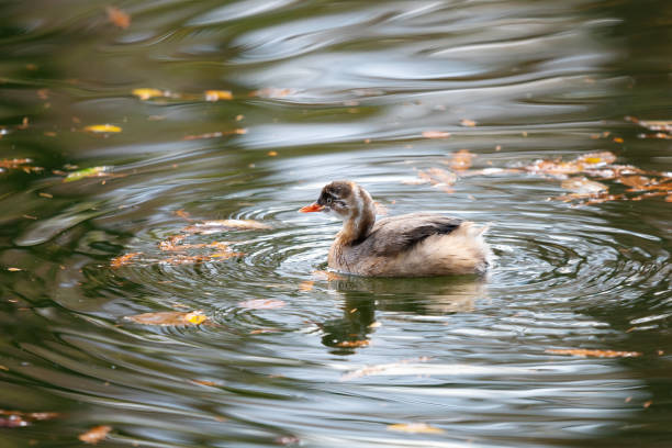 Chick of little grebe on ripples on a murky pond in winter. Chick of little grebe on ripples on a murky pond in winter. thick chicks stock pictures, royalty-free photos & images