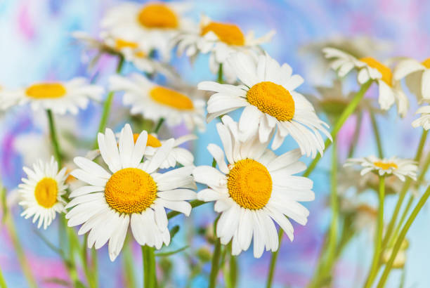 istock Bouquet of field daisies 1082878438