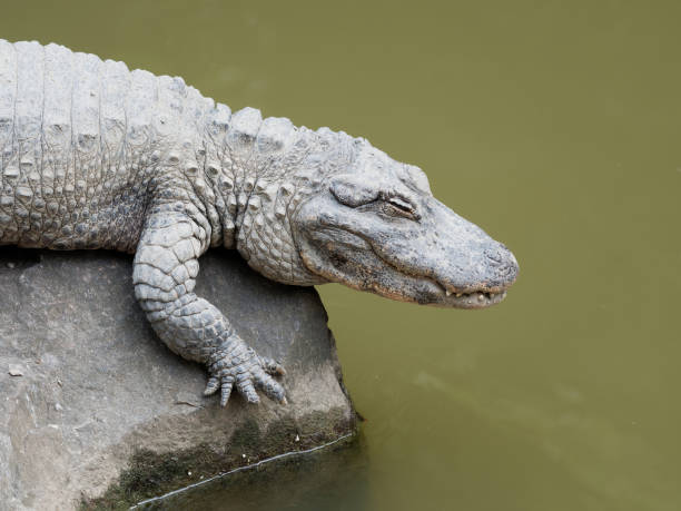 Chinese alligator sleeping on rock above water. Chinese alligator sleeping on rock above water. chinese alligator alligator sinensis stock pictures, royalty-free photos & images