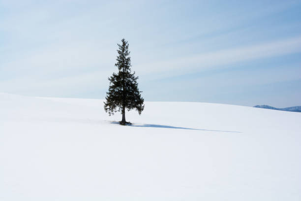 istock Pine tree on snowy hill in Biei 1082880530