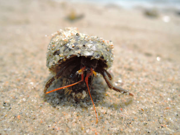 istock Cancer in the shell on the sand on the seashore. 1082880554