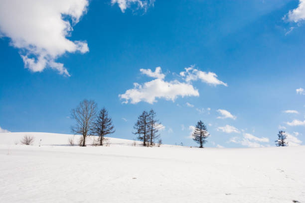 istock Larches in the winter against blue sky 1082881206