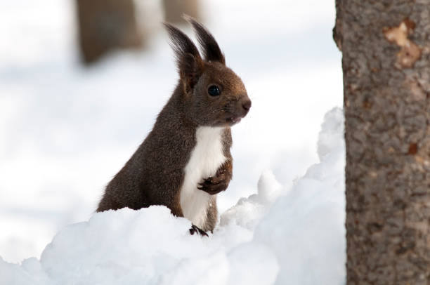 istock Wild squirrel on snow in Hokkaido 1082881226
