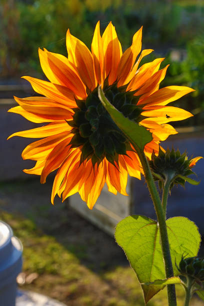Sunflower backlit