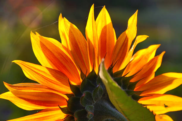 Sunflower petal backlit