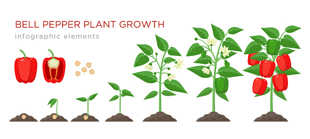 Sweet pepper plant growth stages infographic elements in flat design. Planting process of bell pepper from seeds, sprout to ripe vegetable, plant life cycle vector illustration isolated on white background.