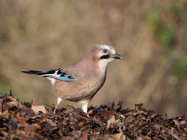 istock Eurasian jay, Garrulus glandarius 1082887100