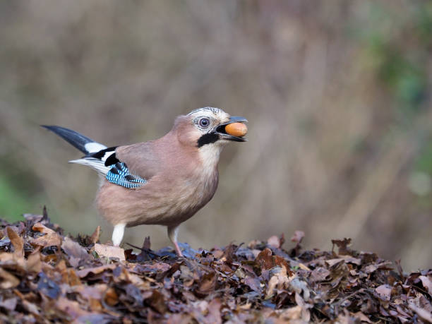 istock Eurasian jay, Garrulus glandarius 1082887138