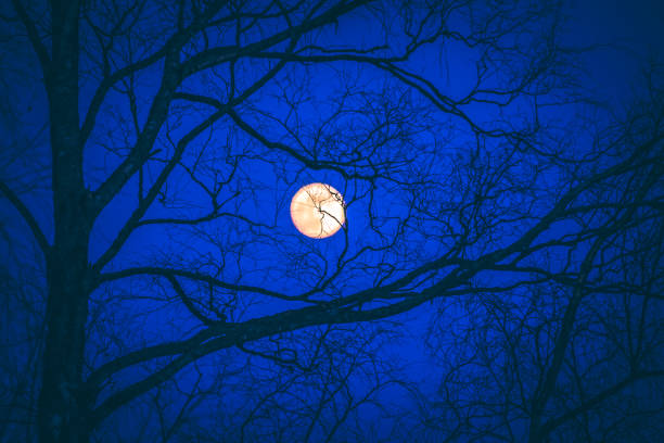 istock Full moon and tree silhouette. Photo from Kuhmo, Finland. 1082888038