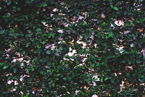 Ficus pumila, wall climbing plant, texture background, nature wallpaper concept, dark green tone