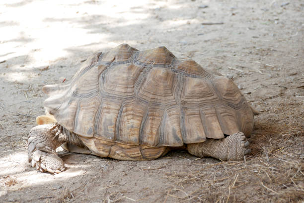 istock old brown Tortoise in the zoo 1082894378