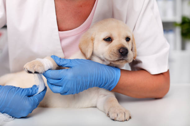 istock Cute labrador puppy dog lying patiently while getting a bandage on its paw 1082895452