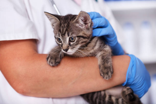 istock Small kitten held by veterinary healthcare professional - closeup 1082895468