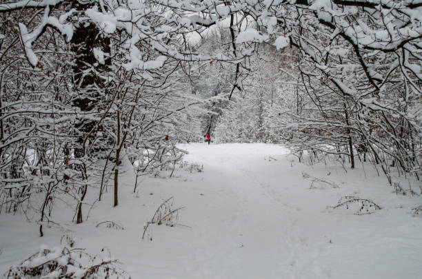 istock Fabulous landscape of winter snow-covered forest 1082906192