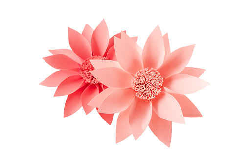 Isolated pink paper flowers on white background.