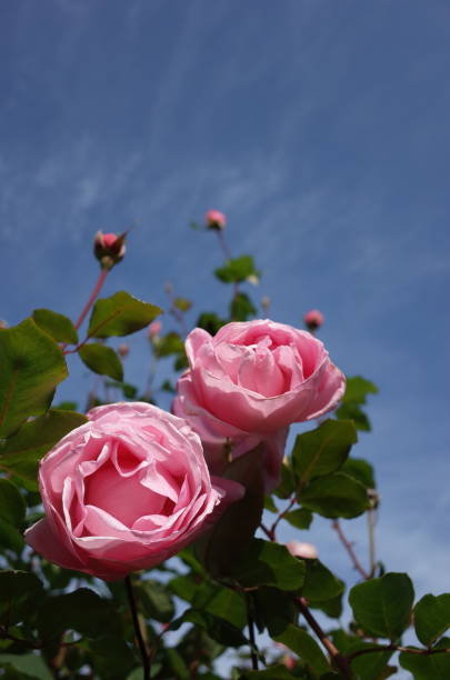 istock Rose 