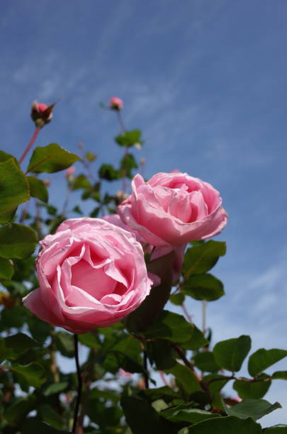 istock Rose 