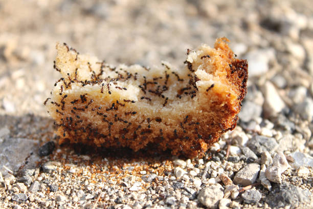 istock Swarm of Ants on Bread 1082911740