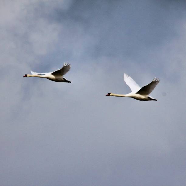 istock A view of a Mute Swan 1082919170