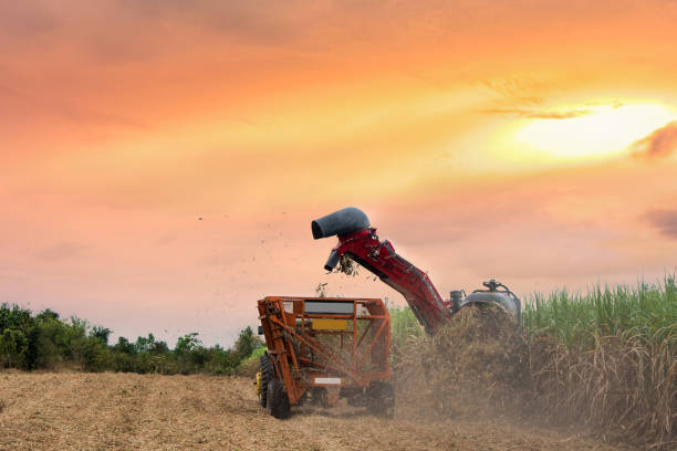 istock working sugar cane cutting machine in farm 1082921012