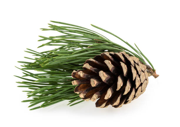 松の枝白で分離 - pine tree pine cone branch isolated ストックフォトと画像