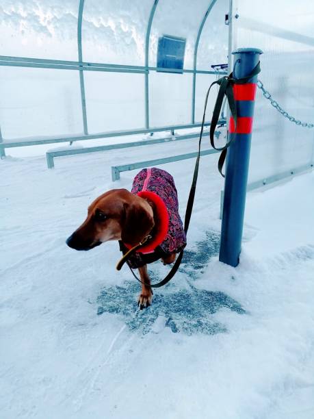 istock Dog in winter 1082933144