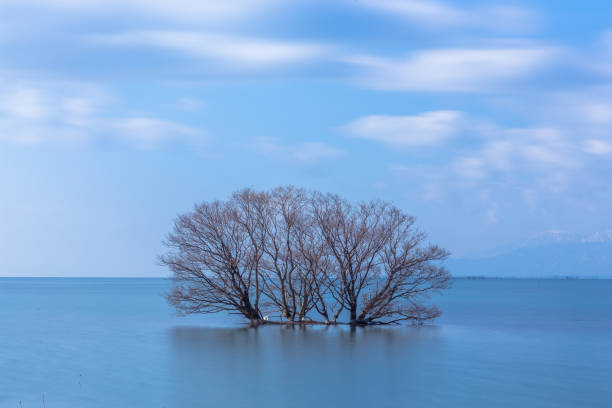 istock Trees in the water 1082934624