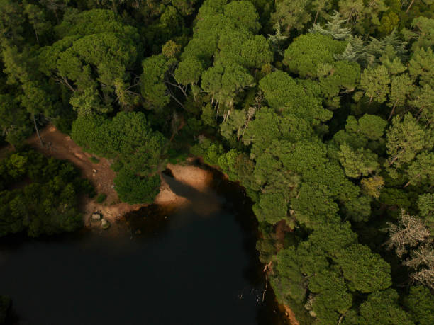 istock Aerial top view from a lake surrounded by trees 1082948304