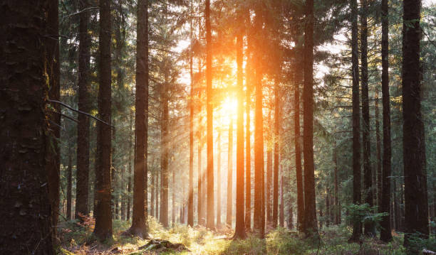istock Silent Forest in spring with beautiful bright sun rays 1082949250