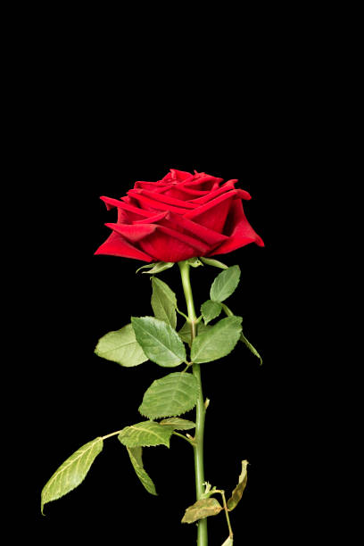 istock Dark red rose with rain drops closeup 1082951226