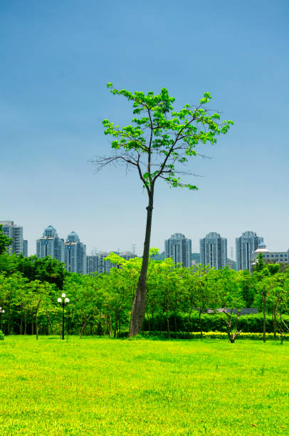 istock Lizhi Park In Shenzhen China 1082955980